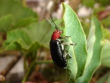 Escarabajo de cabeza y tórax rojo predador del mburucuyá (<i>Passiflora coerulea</i>).<br>Foto: Gastón